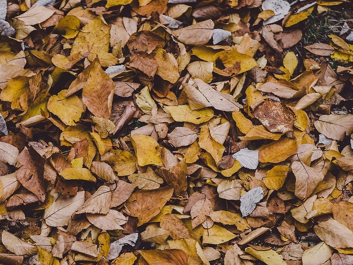 What an open gutter swallows every fall — representative imagery, not a Guardian job
